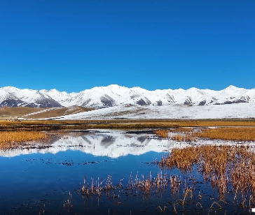 青海門(mén)源：天鵝起舞濕地 高原秋景如畫(huà)