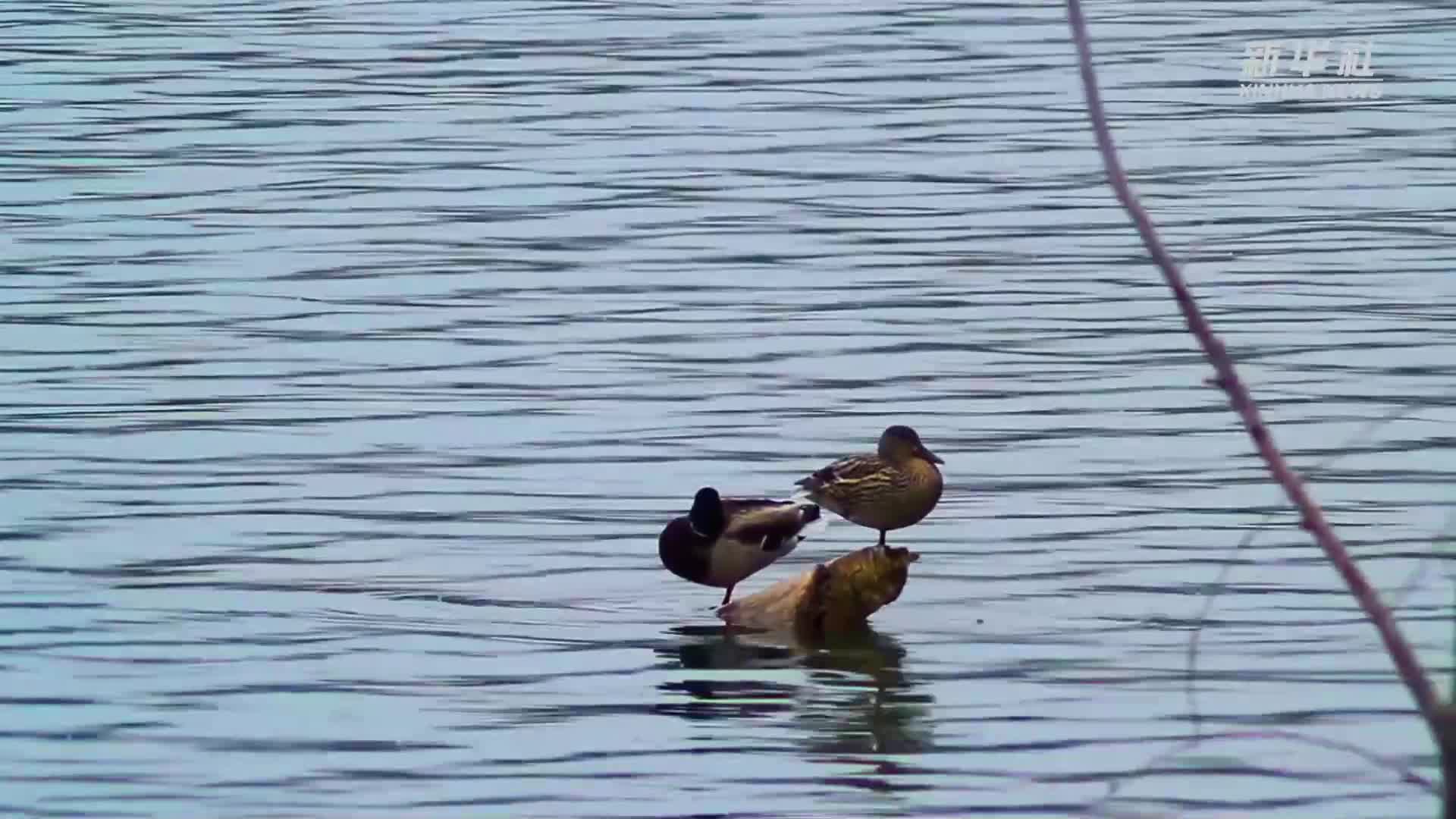 青海循化：黃河之濱候鳥(niǎo)翩躚