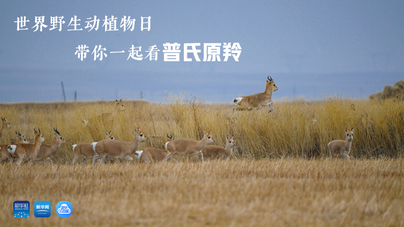 春田花花漫游記丨世界野生動(dòng)植物日 帶你一起看普氏原羚